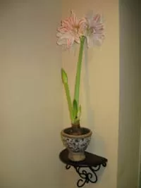 Massage Therapy Anchorage AK Amaryllis